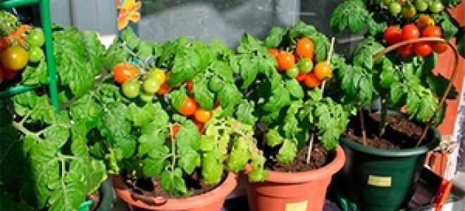 Выращивание помидоров на балконе: как вырастить томаты на подоконнике, пошагово