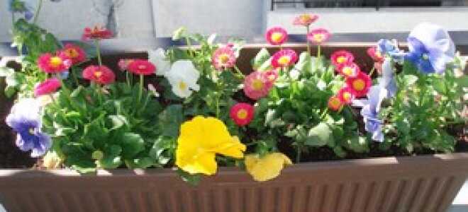 Оформление балкона цветами: как украсить, дизайн, вьющиеся, ампельные, фото