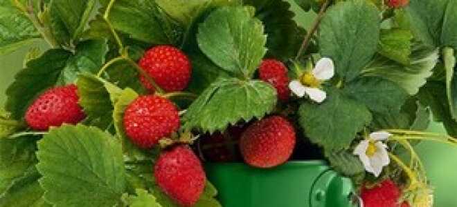 Выращивание клубники на балконе: способы, зимовка, видео