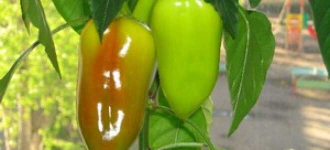 Выращивание овощей в домашних условиях: перца и фасоли на балконе и подоконнике