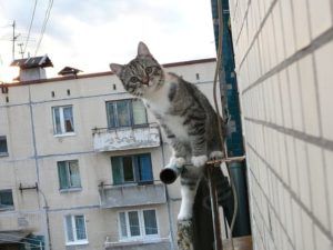 хозяин на балконе