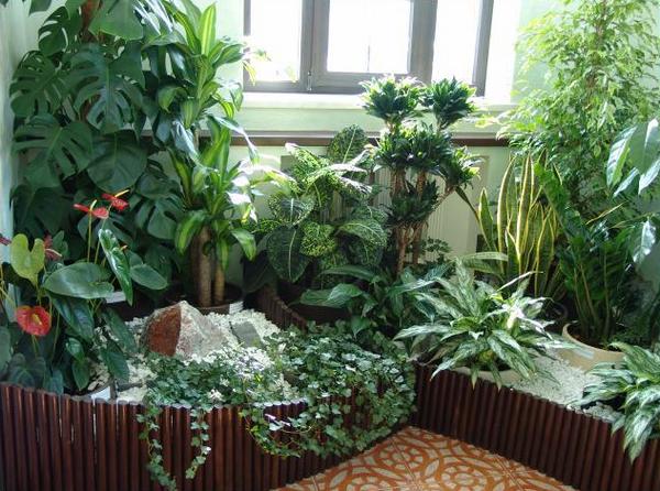 зимний сад на лоджии