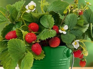 выращивание клубники в домашних условиях